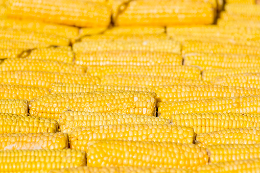 Abundance of ripe yellow corn cobs closely packed together, creating a textured background.