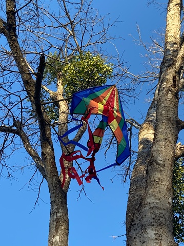 Kite stuck in tree