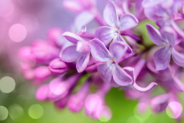 Free Stock Photo of Close Up of a Purple Flower With Blurry Background ...