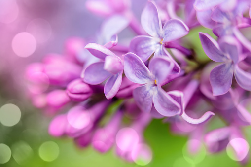 close up on blooming purple rhododendron in spring