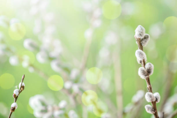 istock Catkins on pussy willow twigs 2038389793