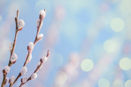 Pussy willow twigs with catkins on a defocused background with beautiful  lights bokeh. Space for copy.