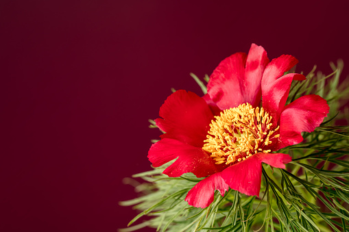 Close-up of a beautiful wild peony flower (Paeonia tenuifolia), rare plant. It's a herbaceous species of peony that is called the steppe peony or the fern leaf peony. Maroon background, space for copy.