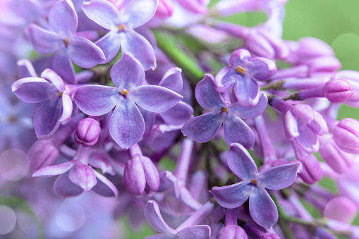 A DSLR close-up photo of beautiful Lilac blossom. Shallow depth of field.