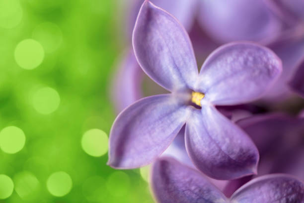A DSLR close-up photo of a Lilac blossom on a green defocused lights background. Shallow depth of field, space for copy.