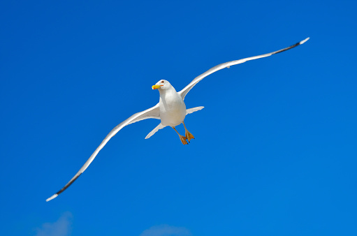 A seagull is flying in the blue sky. Seabirds.