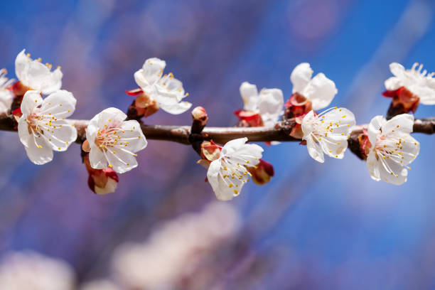 Cherry blossoms in spring in garden, selective focus. Beautiful blur of lantern - foto de stock