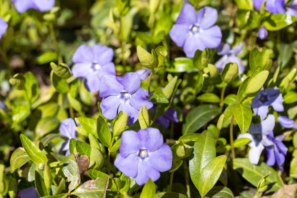 Flores azules de primavera en el jardín, enfoque selectivo. Hermoso desenfoque de fondo - foto de stock