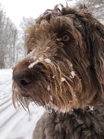 Portrait of a cute, brown cuddly dog in the snow