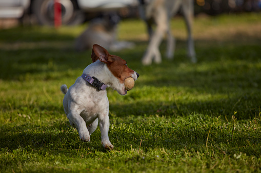 A playful happy jack russell dog playing and running in the grass