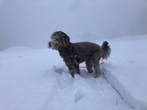 Cute brown cuddly dog plays in the snow