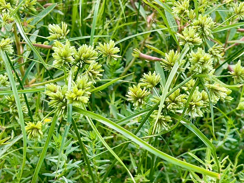 Horizontal closeup photo of flowering Flat Sedge, or Nut Sedge a grass species native to Australia, growing at the water’s edge, Dangar’s Lagoon, flora and fauna reserve near Armidale, New England high country, NSW in Summer.