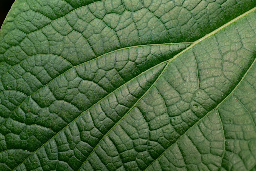 Background, close-up and detail shot of a green leaf. The veins and structures are clearly visible.