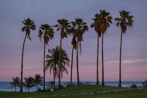 Palm trees against a colorful sky. Montego Bay, Jamaica