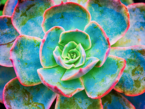 Close up detail   of a  Echeveria subsessilis (Morning Beauty Succulent