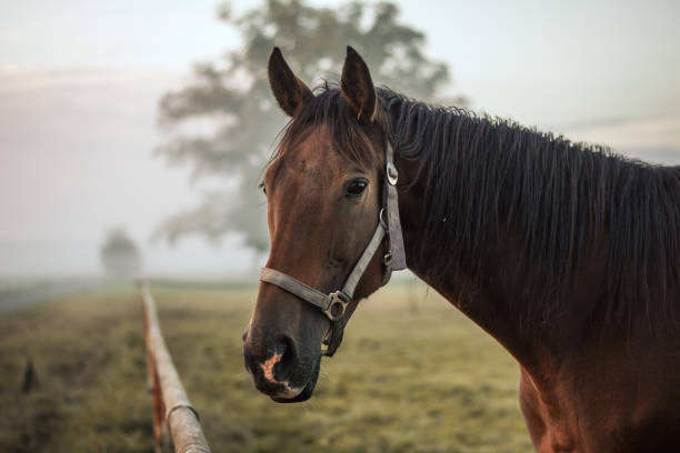 istock Brown thoroughbred horse on pasture in misty morning 2038428982