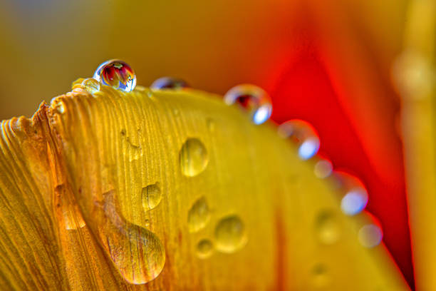 istock Tulip in bloom, early spring, with water drops 2038446300