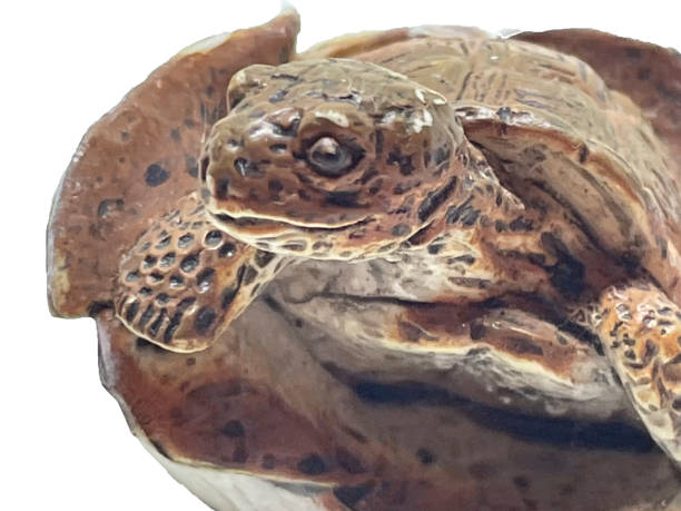 Part of tortoise body part