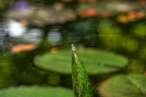 Dragonfly is an insect belonging to the order Odonata, infraorder Anisoptera , perched on lotus in middle of pond