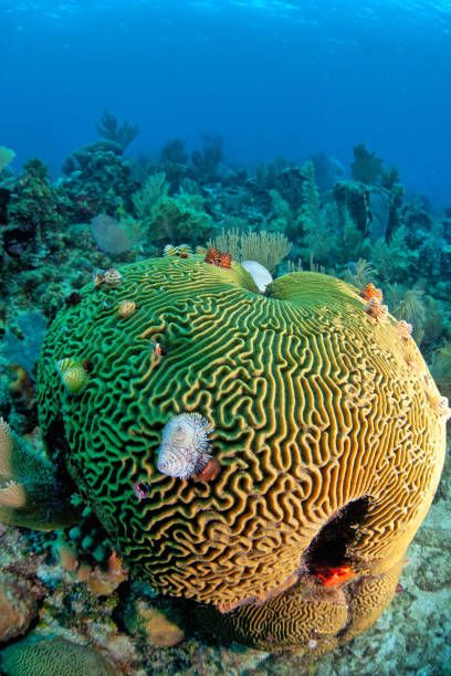 istock Grooved brain coral,roatan 2038451675