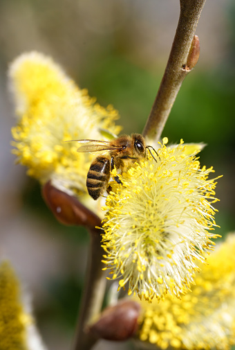 Natural closeup on a female of the rare and early flying Large Sallow, Mining Bee , Andrena apicata sitting on a yellow pollen loaded Willow catkin , Salix caprea