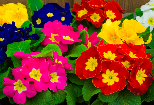 Colorful pots of blooming primroses in various colors in a Cape Cod greenhouse,