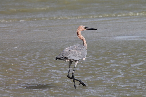 A reddish egret is walking in shallow water at the edge of the beach