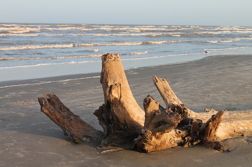 An uprooted tree half buried in the sand at the beach at sunset