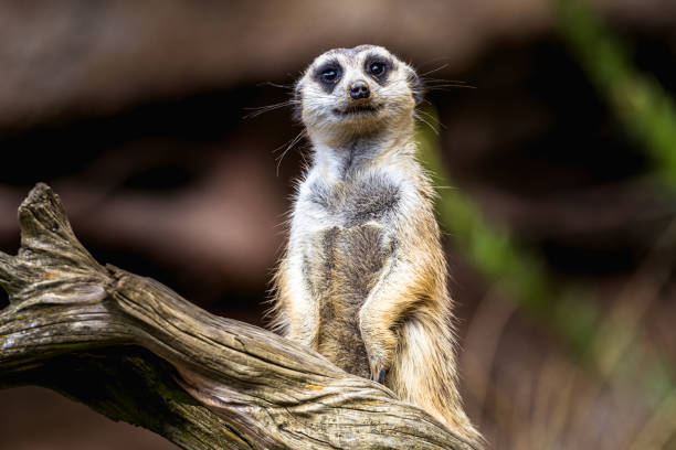 istock Meerkat standing upright on a grassy plain 2038474036