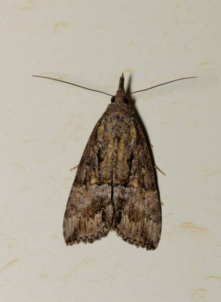 istock Green Cloverworm Moth (Hypena scabra) isolated on an exterior wall in Houston, TX. 2038479894