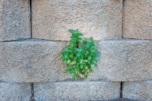 Young plant growing on a wall. Parietaria judaica. Ecological concept.