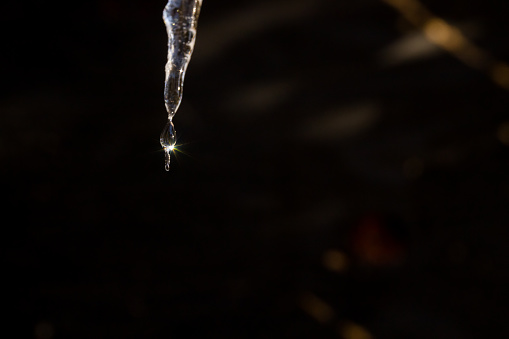 Spring sunny weather - a ray reflects off a melting icicle. A drop of water falls down in the sunset rays, close-up.