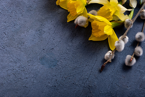 Yellow daffodils and willow twigs on dark cement background with copy space.