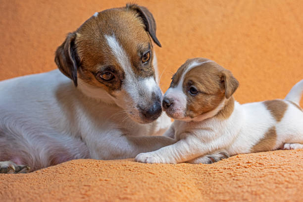 istock female Jack Russell Terrier and her puppy on a peach blanket 2038503021