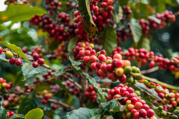 istock Coffee plant full of ripe coffee cherries. 2038512505