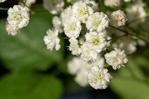 Close up of gysophila flowers in bloom