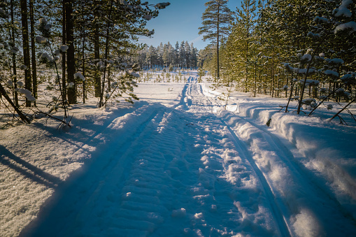 Scenic photo of forest with snowmobile traces in fresh snow at forest edge. Sunny frosty winter day