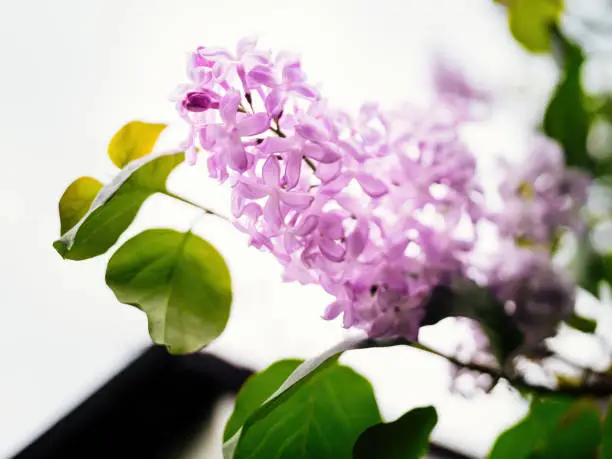 Beautiful fragrant syringa Officinalis lilac flower in bloom early in the spring - tilt-shift lens used