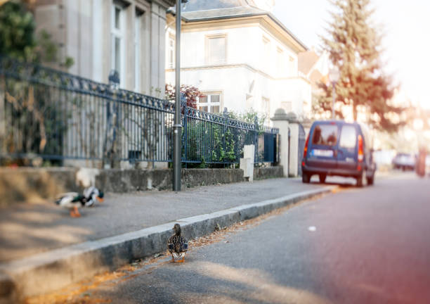 Tilt-shift lens used on three mallards ducks walking on the empty street during covid coronavirus pandemic situation lockdown in French city