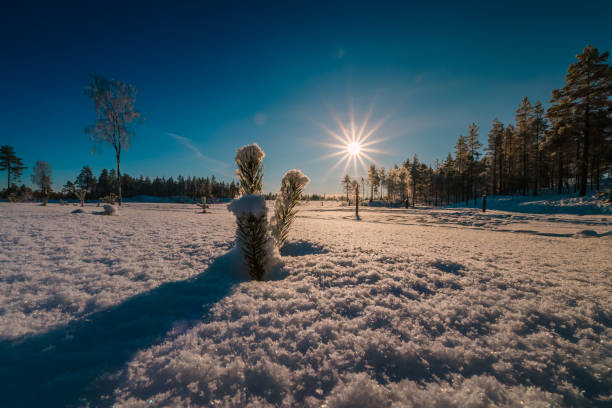 Small pine tree plant covered by fresh snow , low level photo, Forest edge and bright Sun on blue sky on background
