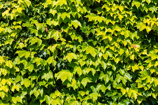 Green Ivy wall background in a beautiful summer day