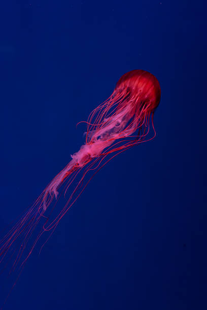 istock Fluorescent jellyfish swimming underwater aquarium pool with red neon light. 2038616497