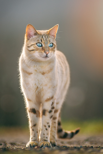 Bengal Cat in Mink Color Style, outdoor, attentive looking