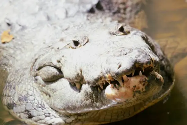 American Crocodile taking a sunbath in tropical Belize.