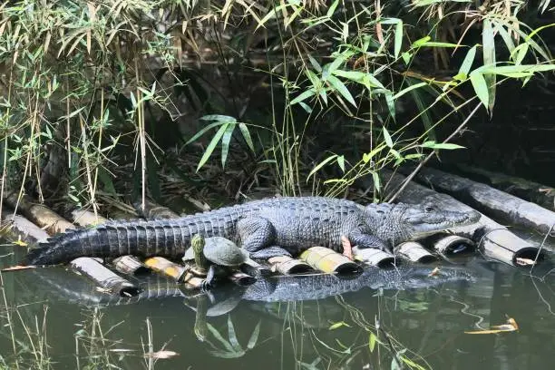 Central American Morelets crocodile taking a sunbath on a bamboo raft.