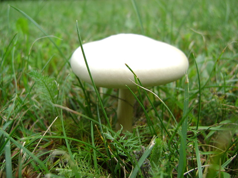 White mushroom on the grass