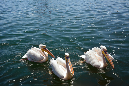 Three pelican birds swim on the calm waves of the sea under the bright sun. Wild nature and animal world
