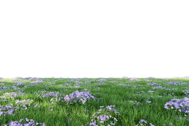 Free Stock Photo of Purple Flowers Growing in Lush Grass | Download ...
