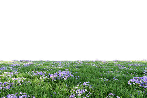 Lush green grass lawn with purple flowers fresh nature isolated on white background with clipping path 3d render illustration