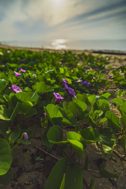 This species can be found on the sandy shores of the tropical sandy beach.